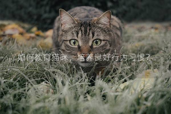 如何教育猫咪，培养良好行为习惯？