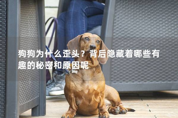 狗狗为什么歪头？背后隐藏着哪些有趣的秘密和原因呢