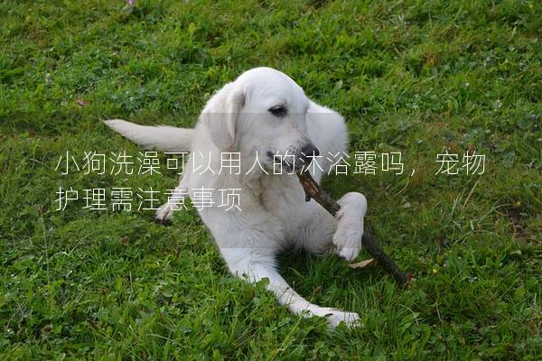 小狗洗澡可以用人的沐浴露吗，宠物护理需注意事项