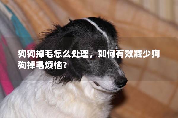 狗狗掉毛怎么处理，如何有效减少狗狗掉毛烦恼？
