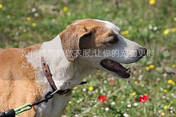 如何给狗狗做衣服,让你的宠物更时尚？