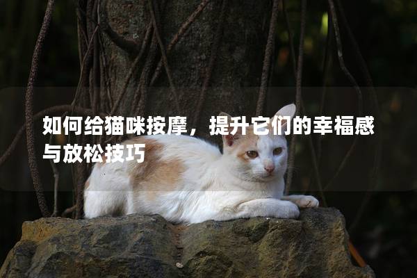 如何给猫咪按摩，提升它们的幸福感与放松技巧