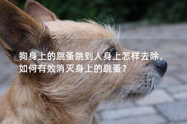 狗身上的跳蚤跳到人身上怎样去除，如何有效消灭身上的跳蚤？