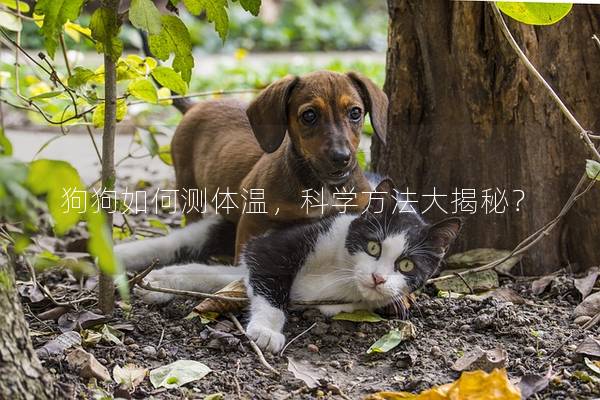 狗狗如何测体温，科学方法大揭秘？