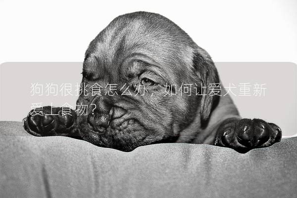 狗狗很挑食怎么办，如何让爱犬重新爱上食物？