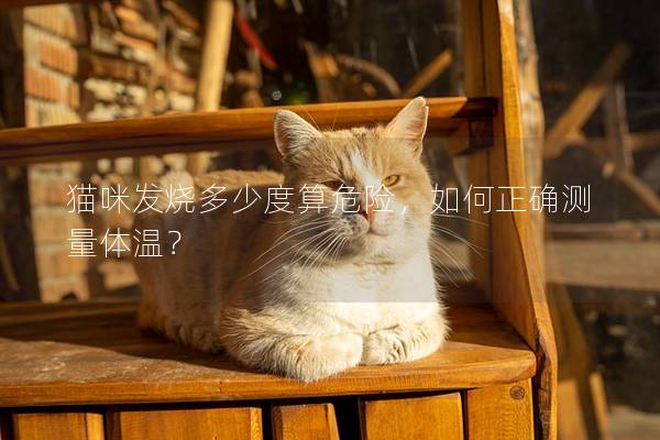 猫咪发烧多少度算危险，如何正确测量体温？
