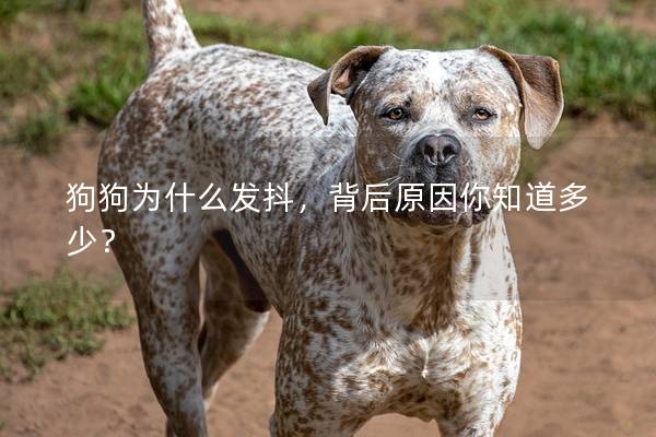 狗狗为什么发抖，背后原因你知道多少？
