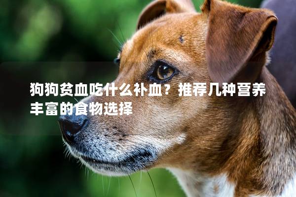 狗狗贫血吃什么补血？推荐几种营养丰富的食物选择