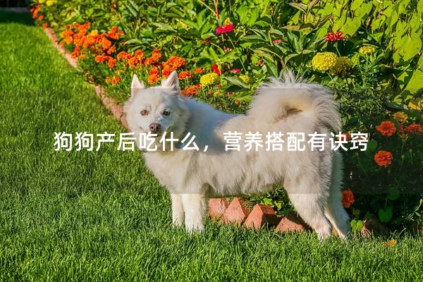狗狗产后吃什么，营养搭配有诀窍