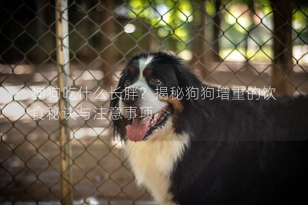 狗狗吃什么长胖？揭秘狗狗增重的饮食秘诀与注意事项