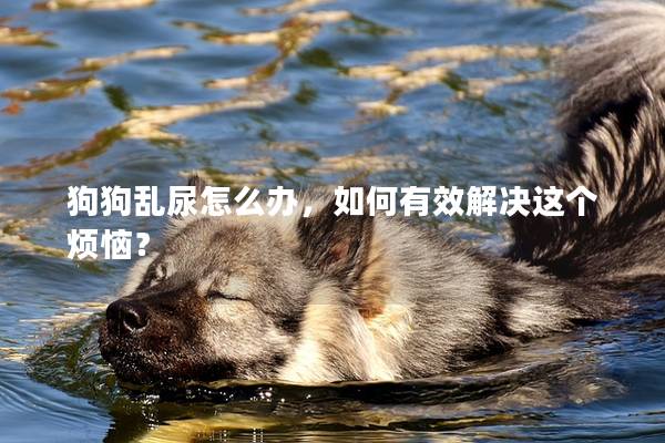 狗狗乱尿怎么办，如何有效解决这个烦恼？