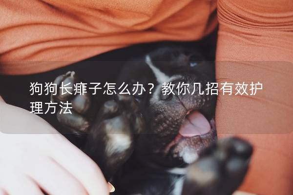 狗狗长痱子怎么办？教你几招有效护理方法