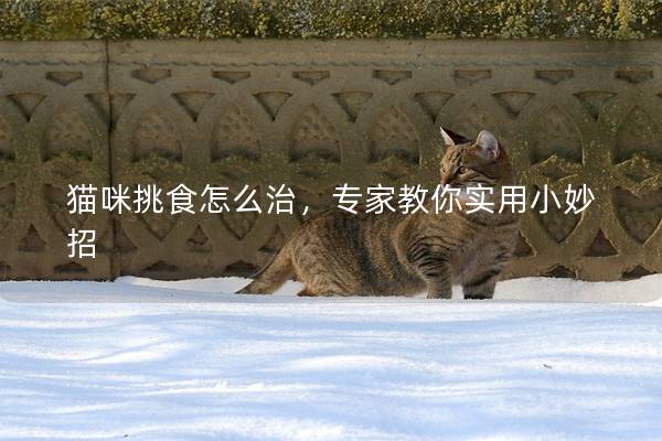 猫咪挑食怎么治，专家教你实用小妙招