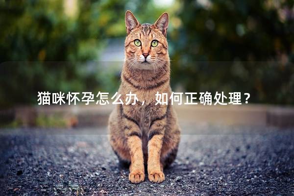 猫咪怀孕怎么办，如何正确处理？
