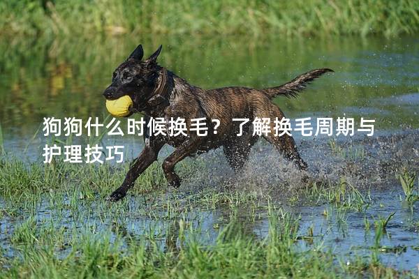狗狗什么时候换毛？了解换毛周期与护理技巧