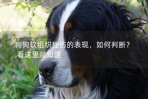 狗狗软组织挫伤的表现，如何判断？,看这里就知道