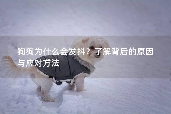 狗狗为什么会发抖？了解背后的原因与应对方法