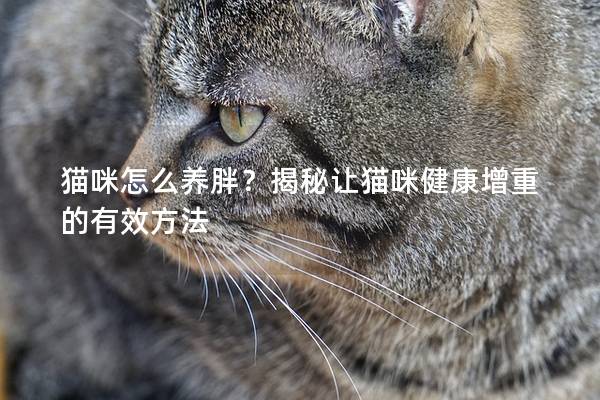 猫咪怎么养胖？揭秘让猫咪健康增重的有效方法