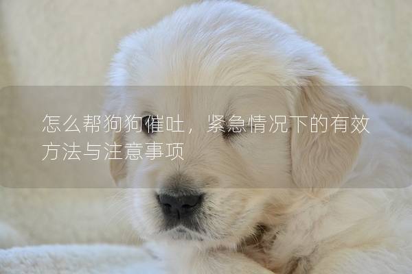 怎么帮狗狗催吐，紧急情况下的有效方法与注意事项