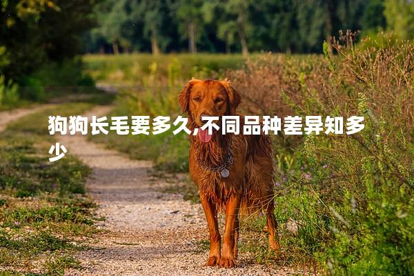 狗狗长毛要多久,不同品种差异知多少