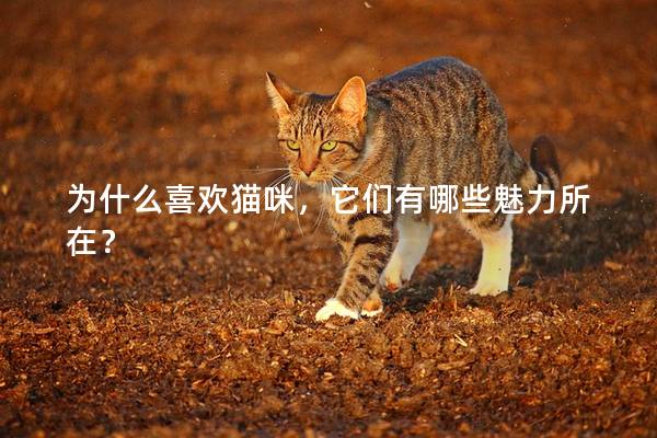为什么喜欢猫咪，它们有哪些魅力所在？