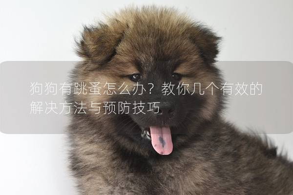 狗狗有跳蚤怎么办？教你几个有效的解决方法与预防技巧