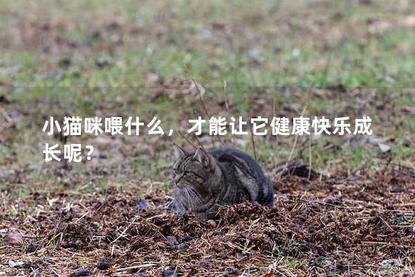 小猫咪喂什么，才能让它健康快乐成长呢？