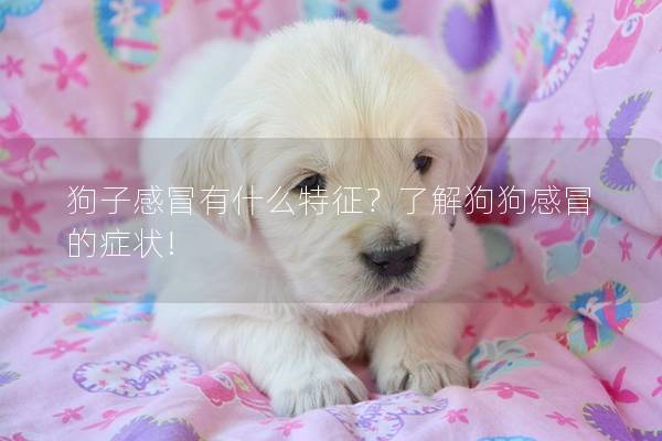 狗子感冒有什么特征？了解狗狗感冒的症状!