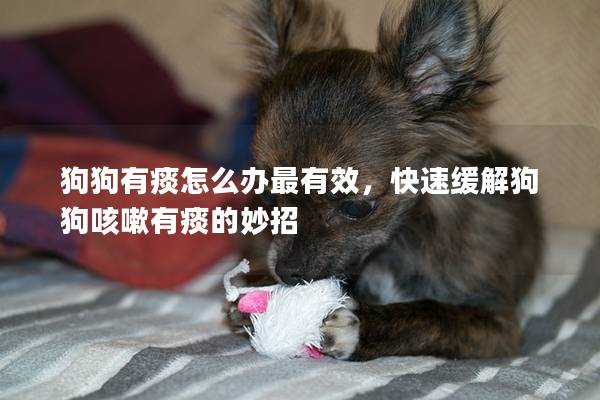 狗狗有痰怎么办最有效，快速缓解狗狗咳嗽有痰的妙招