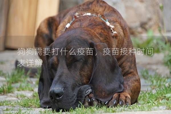 狗狗需要打什么疫苗，疫苗接种时间表详解