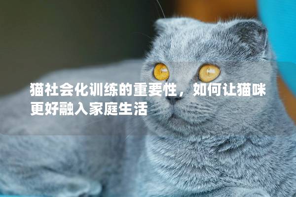 猫社会化训练的重要性，如何让猫咪更好融入家庭生活
