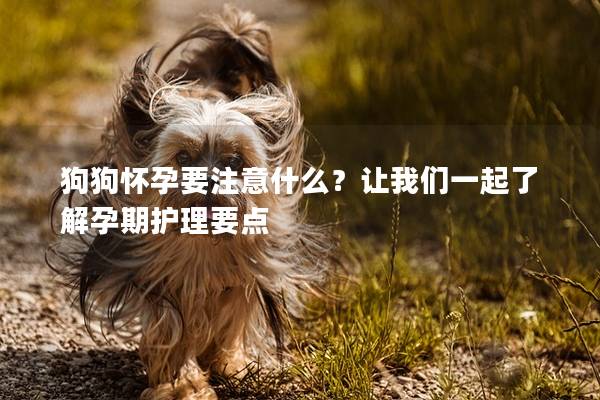 狗狗怀孕要注意什么？让我们一起了解孕期护理要点