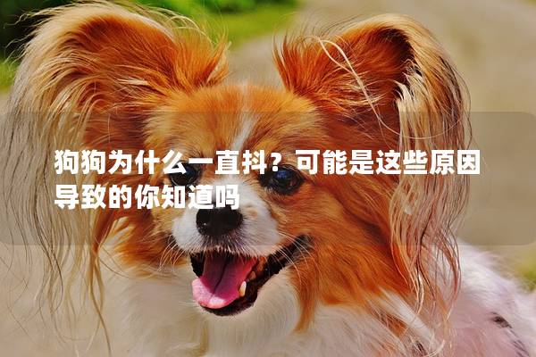 狗狗为什么一直抖？可能是这些原因导致的你知道吗