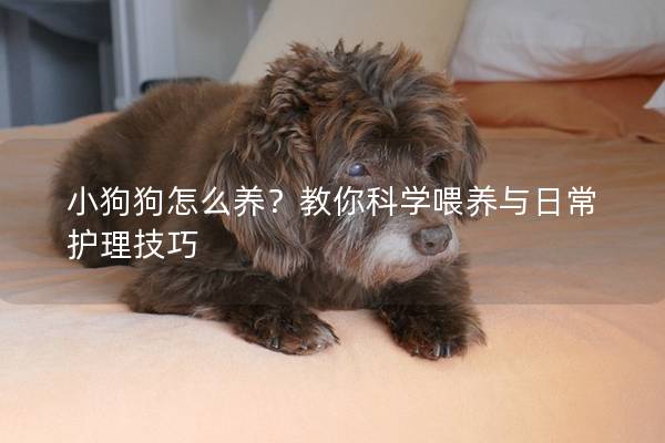 小狗狗怎么养？教你科学喂养与日常护理技巧
