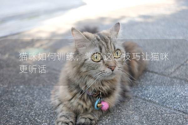 猫咪如何训练，掌握这些技巧让猫咪更听话