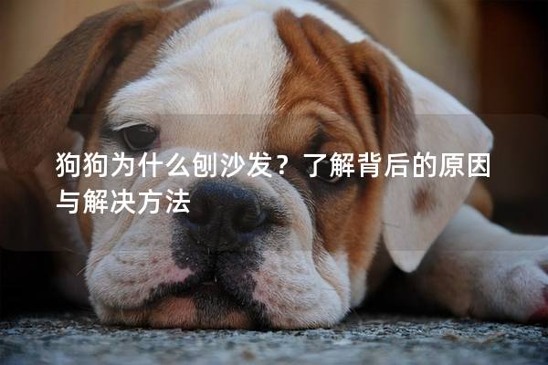 狗狗为什么刨沙发？了解背后的原因与解决方法