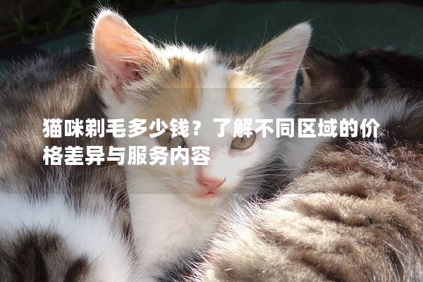 猫咪剃毛多少钱？了解不同区域的价格差异与服务内容
