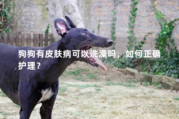 狗狗有皮肤病可以洗澡吗，如何正确护理？
