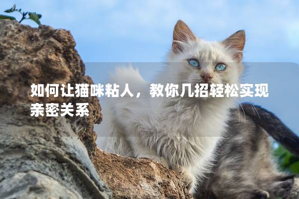 如何让猫咪粘人，教你几招轻松实现亲密关系