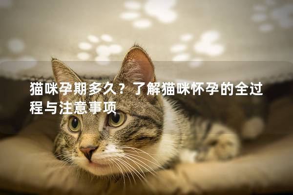 猫咪孕期多久？了解猫咪怀孕的全过程与注意事项