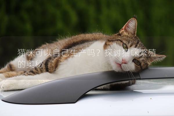 猫咪可以自己生产吗？探讨猫咪繁殖的奥秘