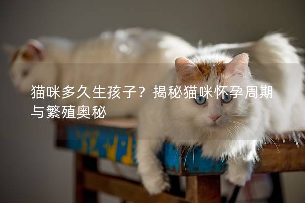 猫咪多久生孩子？揭秘猫咪怀孕周期与繁殖奥秘