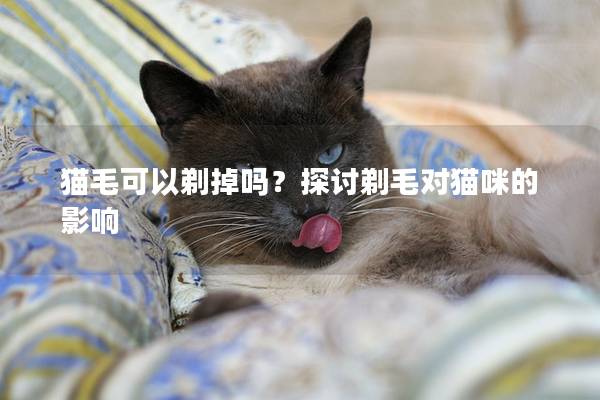 猫毛可以剃掉吗？探讨剃毛对猫咪的影响