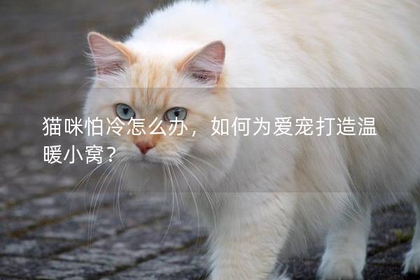 猫咪怕冷怎么办，如何为爱宠打造温暖小窝？