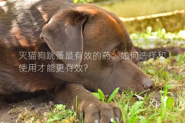 灭猫狗跳蚤最有效的药，如何选择和使用才能更有效？