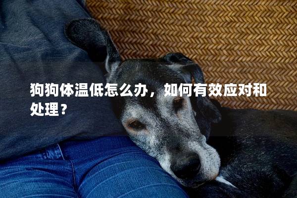 狗狗体温低怎么办，如何有效应对和处理？