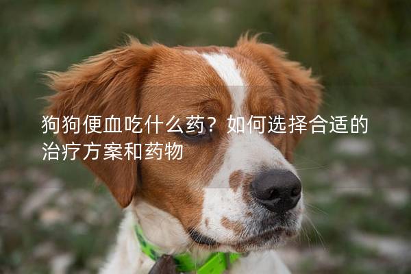 狗狗便血吃什么药？如何选择合适的治疗方案和药物