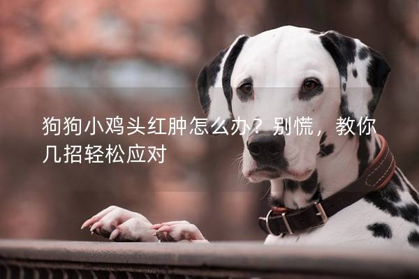 狗狗小鸡头红肿怎么办？别慌，教你几招轻松应对
