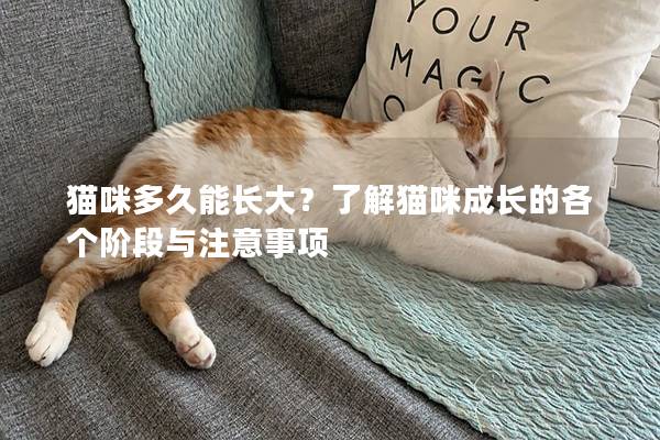 猫咪多久能长大？了解猫咪成长的各个阶段与注意事项