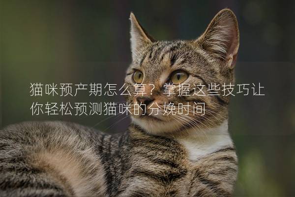 猫咪预产期怎么算？掌握这些技巧让你轻松预测猫咪的分娩时间